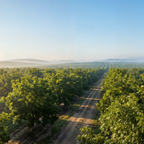 Mitad de Nuez Pecana Natural Moonrisefoods