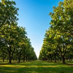 Mitad de Nuez Pecana Natural 2 Pack Moonrisefoods