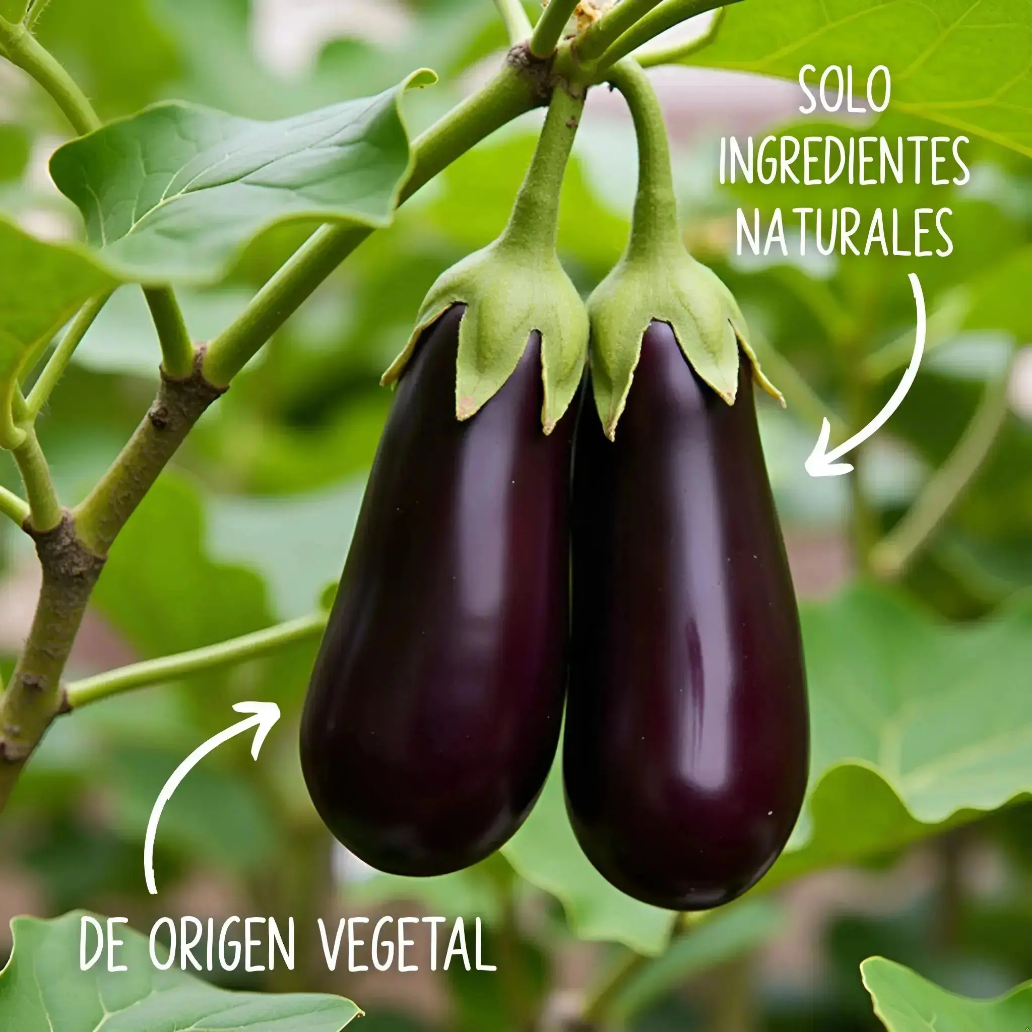 Berenjena Enchilada Deshidratada 6 Pack (Copia) Moonrisefoods