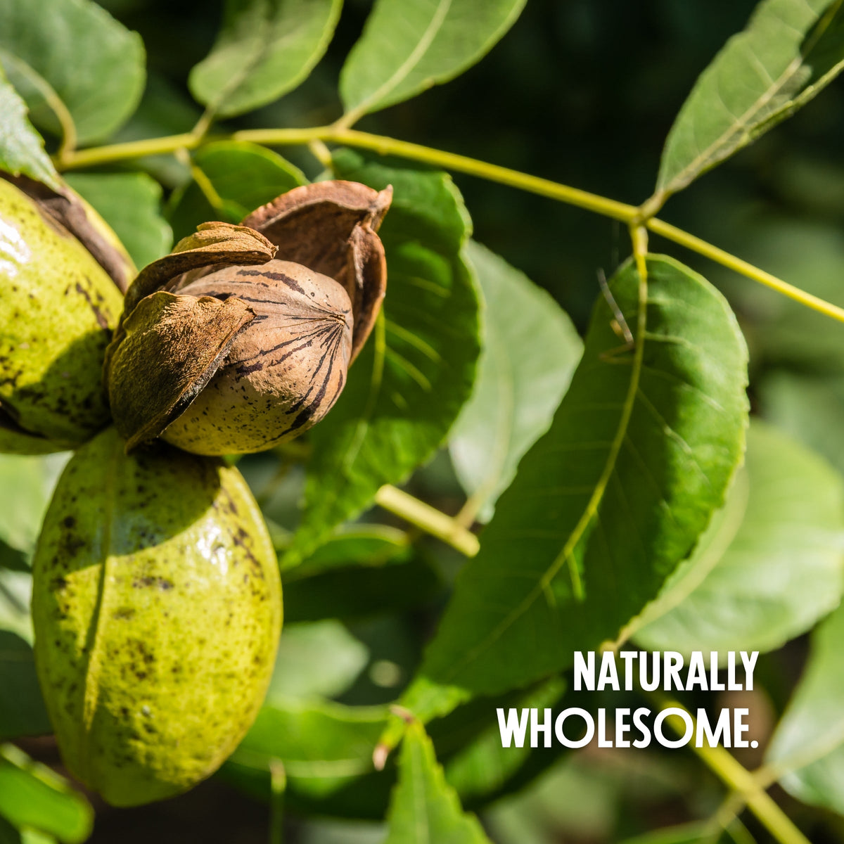 Pecan Halves Moonrisefoods